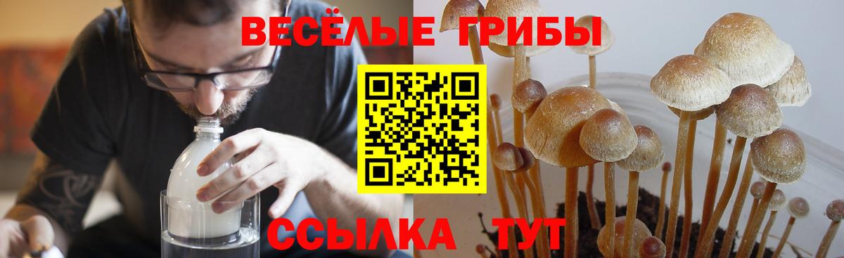 Галлюциногенные грибы MAGIC MUSHROOMS  Вход с VPN  Псилоцибиновые грибы мицелий  купить закладку  Назрань 